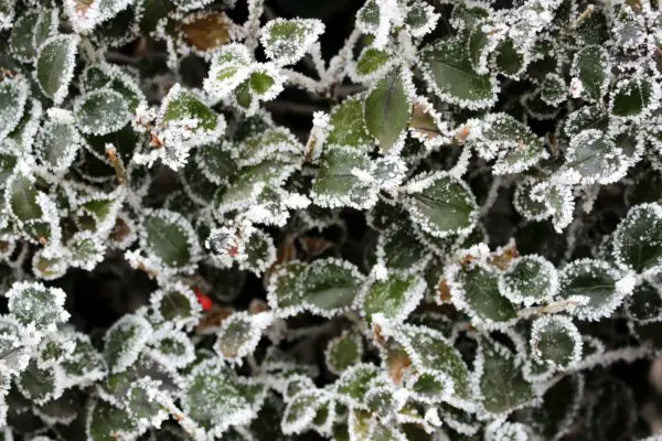 Ligusterhecke Winter Frost Blätter