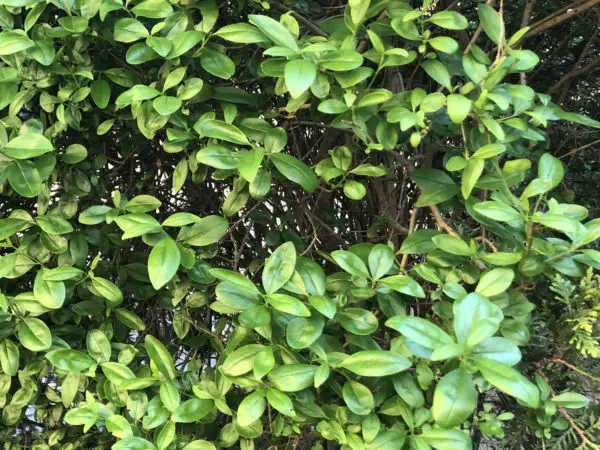 Ligusterhecke kahle Stellen