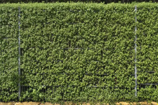 Ligusterhecke schneiden