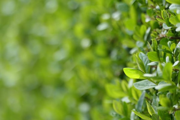 Ligusterhecke schneiden