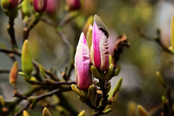 Magnolie Düngung mineralisch