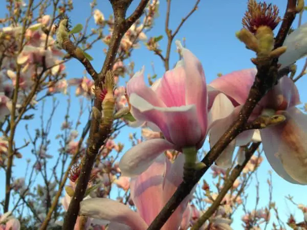 Magnolie Frühling