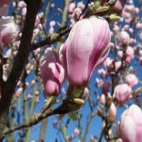 Magnolie richtig düngen