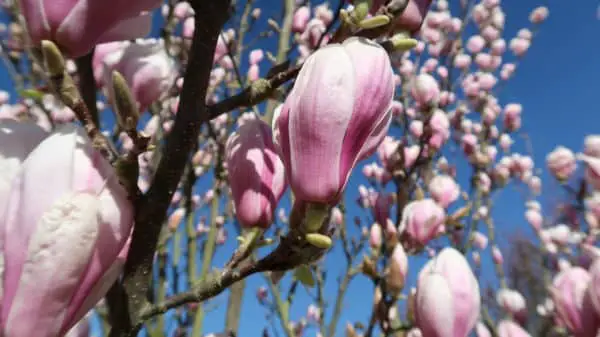 Magnolie richtig düngen