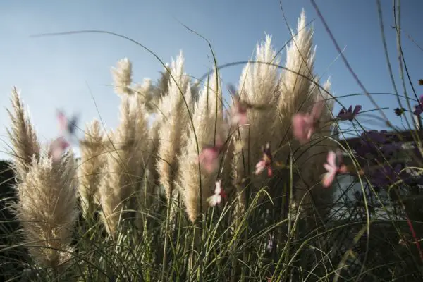 Pampasgras Standort Natur