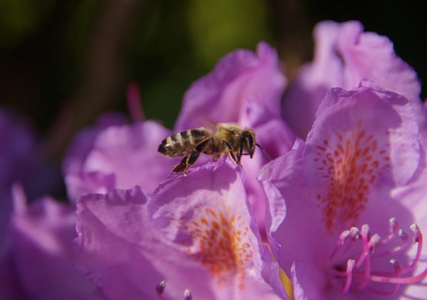 Rhododendron Blüte Biene