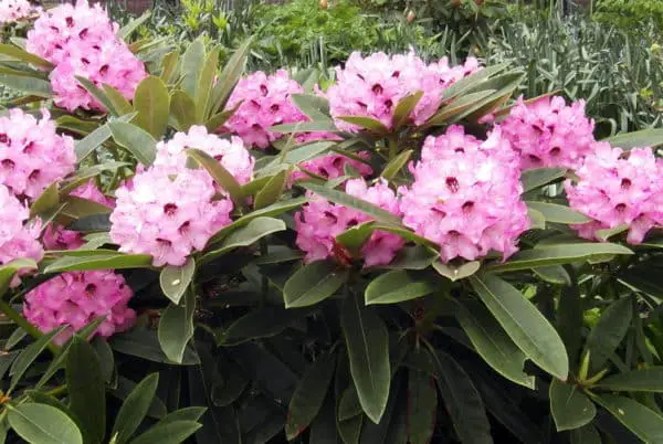 Rhododendron Blüten