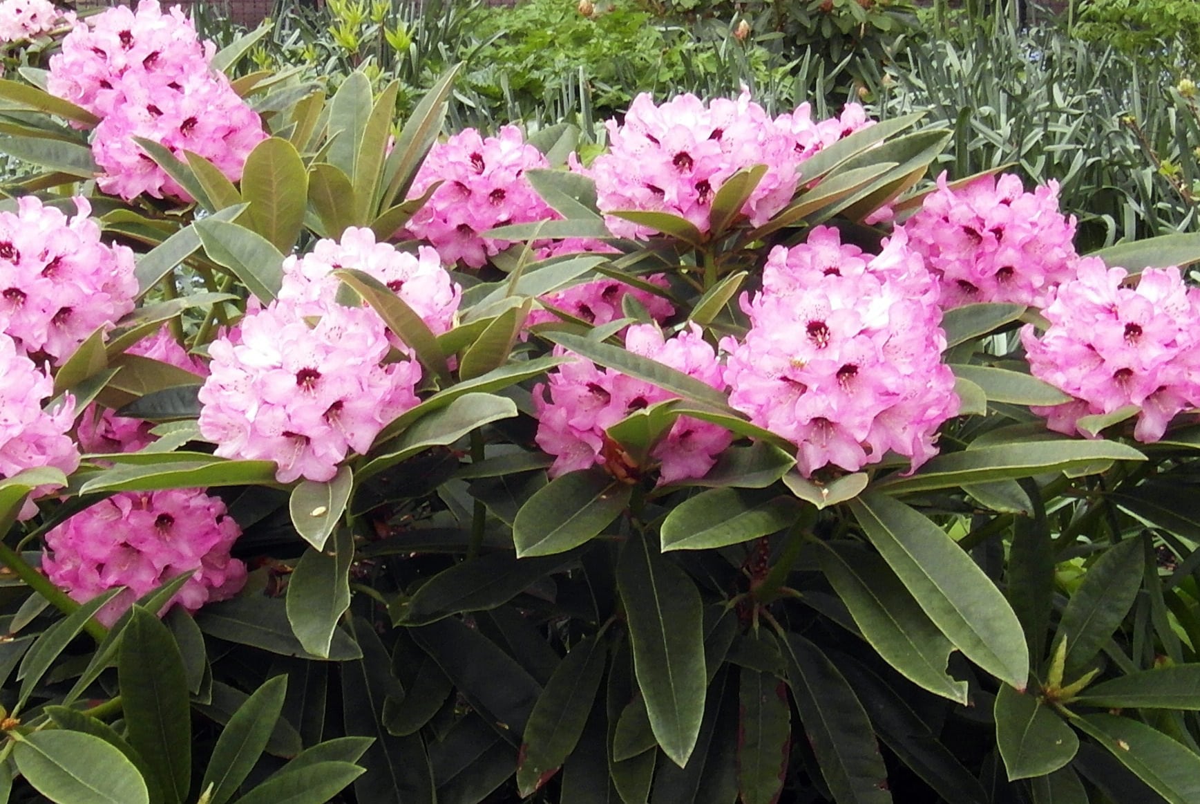 Pflege und Schnitt von Rhododendron GartenpflegeTipps