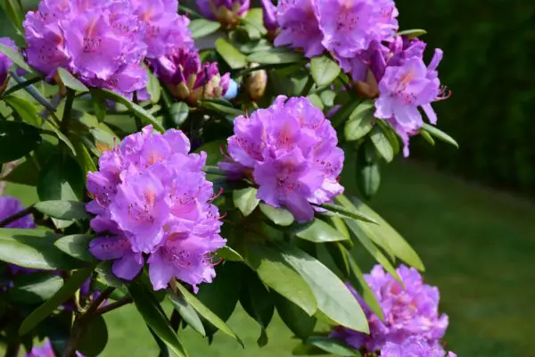 Rhododendron Blüten