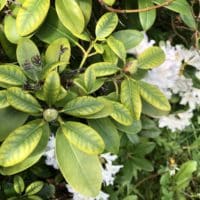 Rhododendron Rückschnitt Lichtmangel