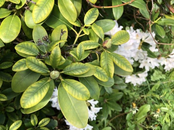 Rhododendron Rückschnitt Lichtmangel