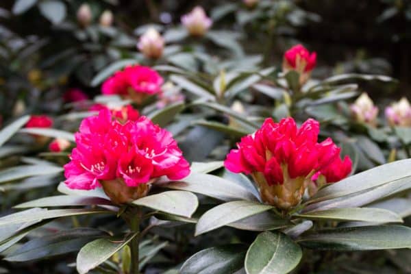 Rhododendron am Aufblühen