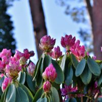 Rhododendron lässt Blätter hängen