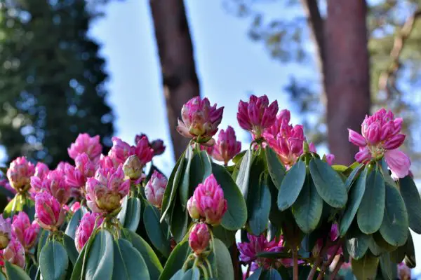 Rhododendron lässt Blätter hängen
