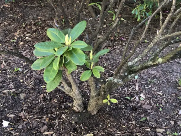 Rhododendron richtig schneiden