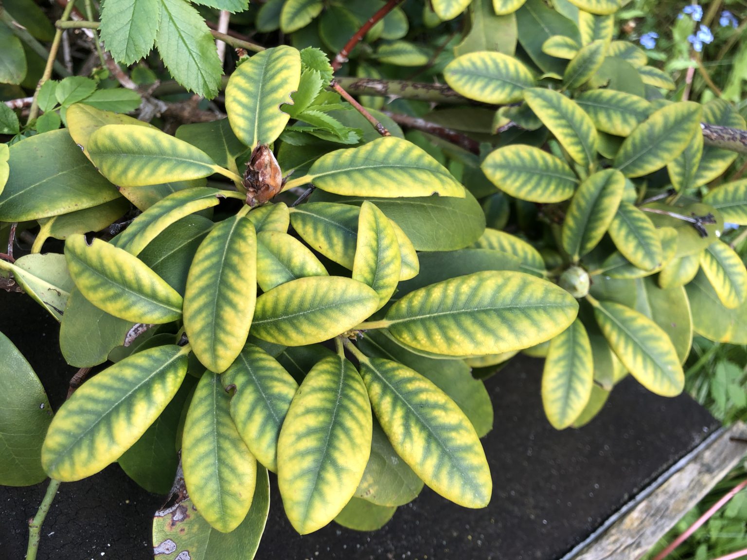 Rhododendron pflegen Was Sie gegen gelbe Blätter tun können