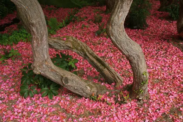 Rhododendron verwelkte Blüten