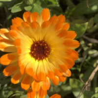 Ringelblumen aussäen und pflegen