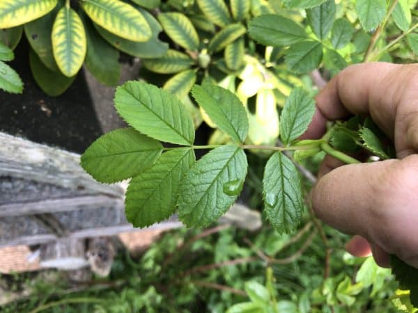 Rosen Blätter Wildtriebe erkennen