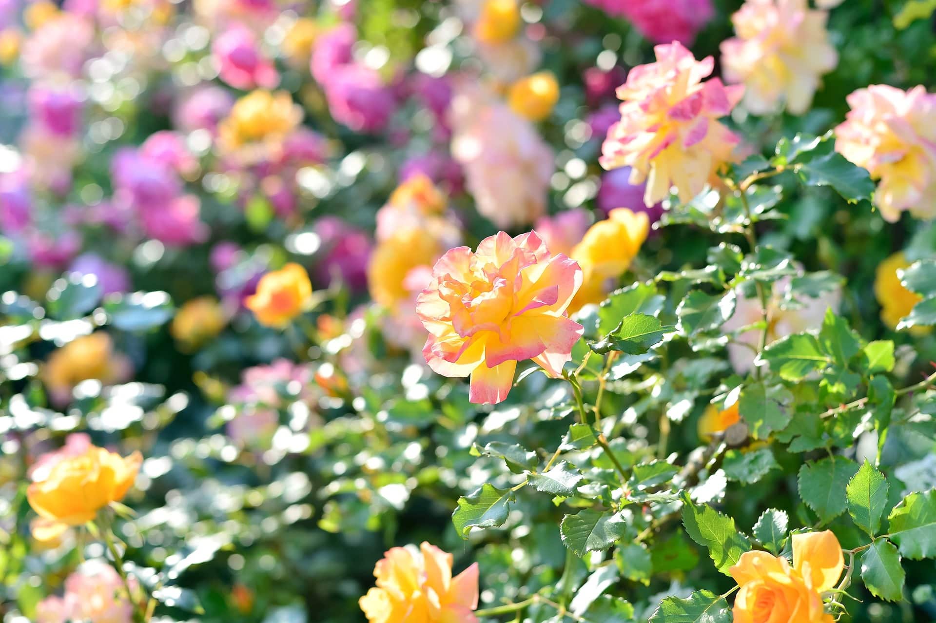 Rosen im Sommer schneiden