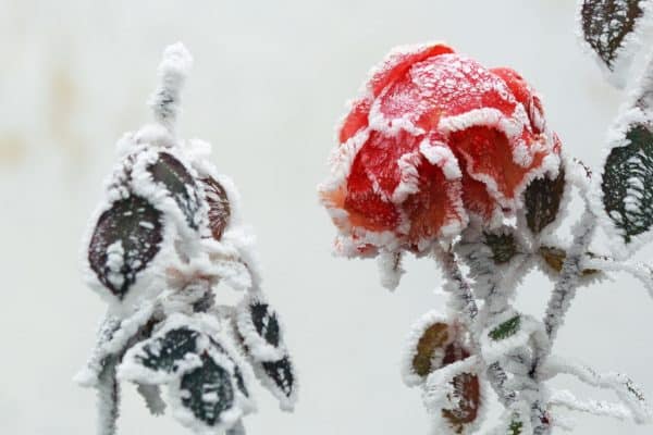 Rosen im Winter Natürlicher Schutz