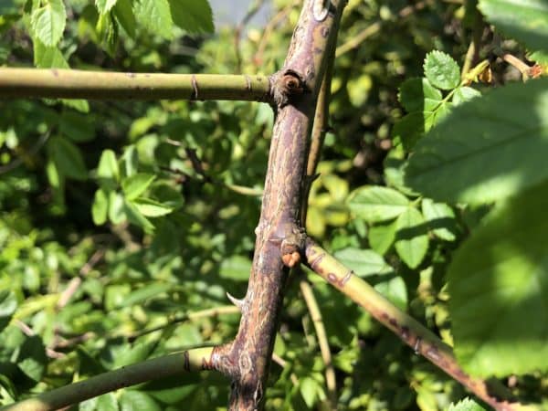 Rosenaugen Rosen richtig schneiden