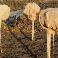 Rosenschnitt im Herbst sinnvoll