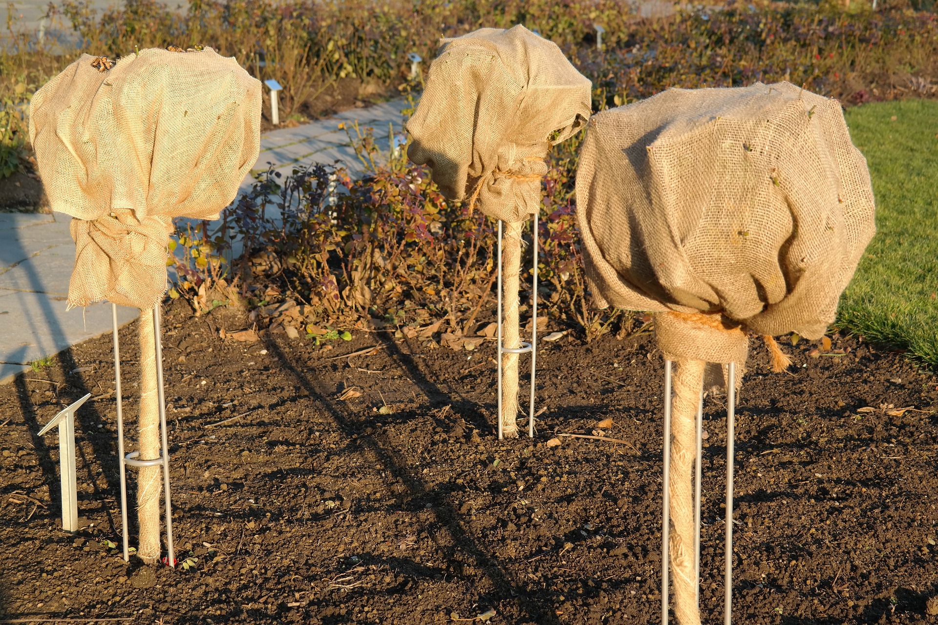 Rosenschnitt im Herbst sinnvoll