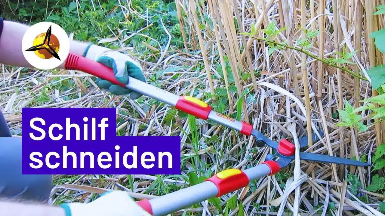 Schilf im Garten richtig schneiden