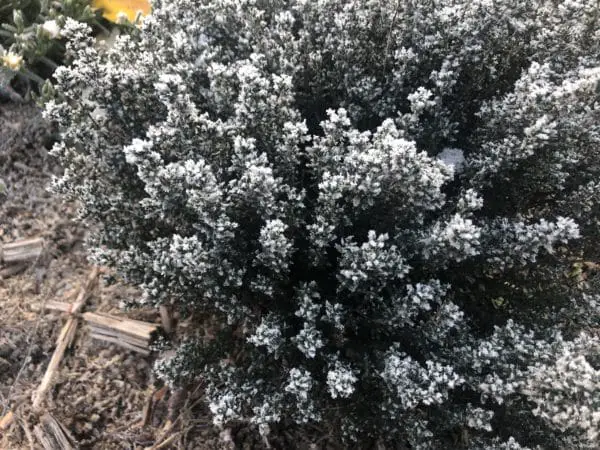 Thymian Winter Frostschutz