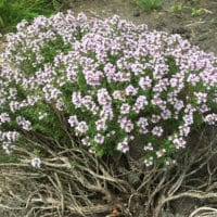 Thymian richtig schneiden Blüten