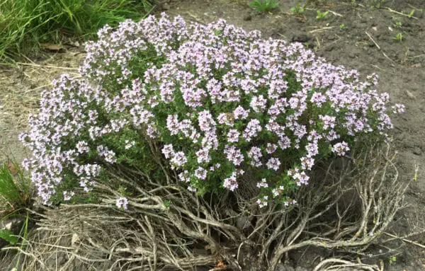 Thymian richtig schneiden Blüten