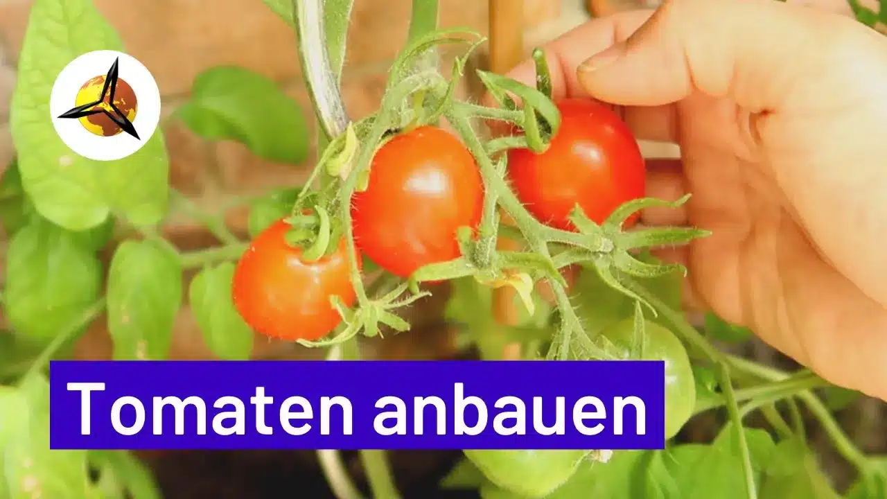 Tomatenanbau Anleitung Tomaten selber pflanzen