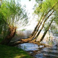 Trauerweide Weide Stecklinge im Wasser