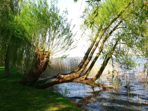 Trauerweide Weide Stecklinge im Wasser