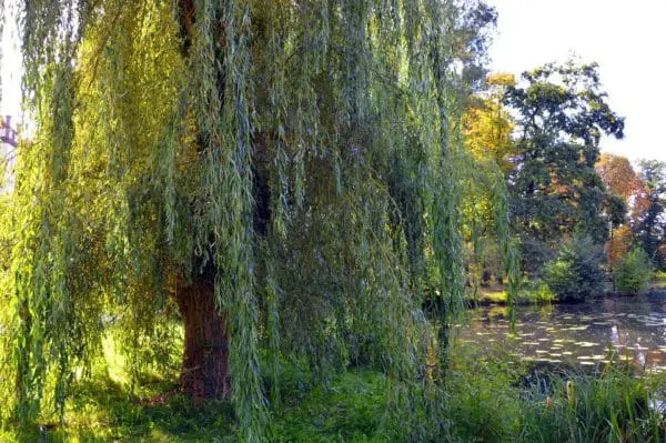 Trauerweide Weide Stecklinge vermehren