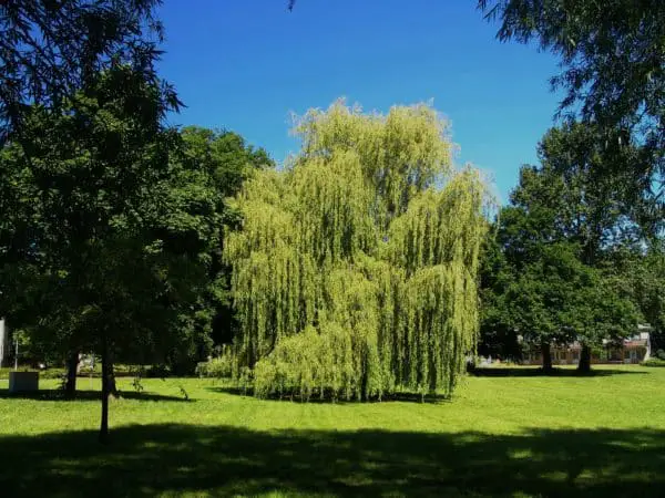 Trauerweide Weide im Garten