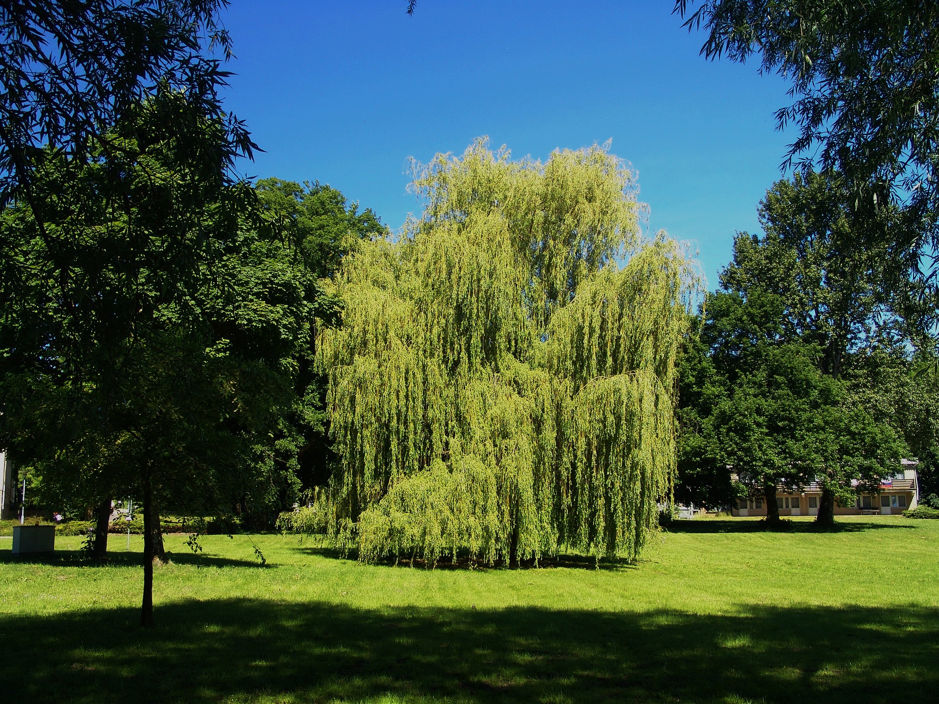 Trauerweide am Haus oder im Garten pflanzen?