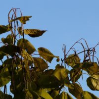 Trompetenbaum Catalpa Schoten