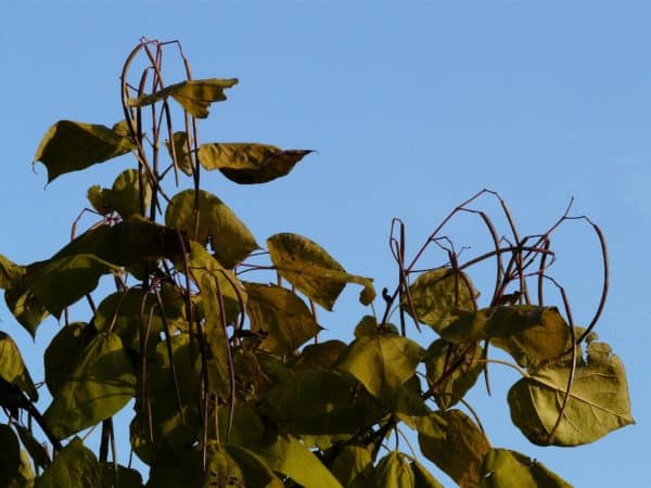 Trompetenbaum Catalpa Schoten