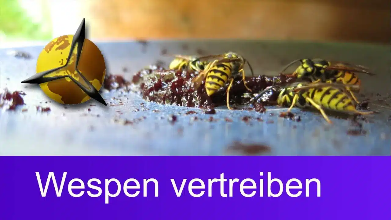 Wespen Plage Außer Kontrolle Diese Tipps Retten Dich - 437jyfg