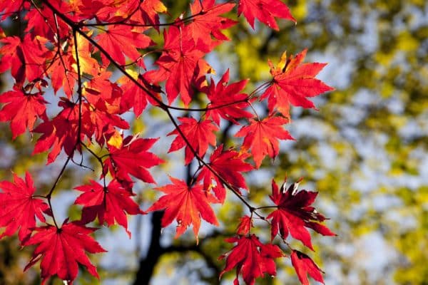 Ahorn Schnitt Herbst