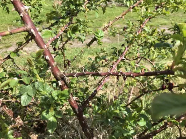 alte Rose richtig schneiden