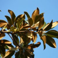 Magnolie welke Blätter