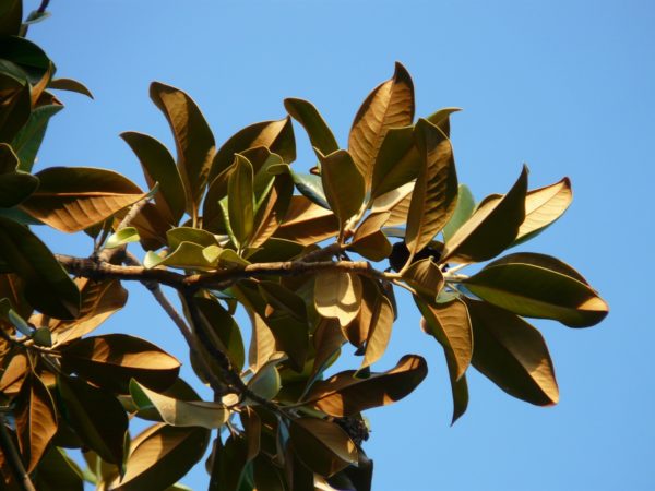 Magnolie welke Blätter