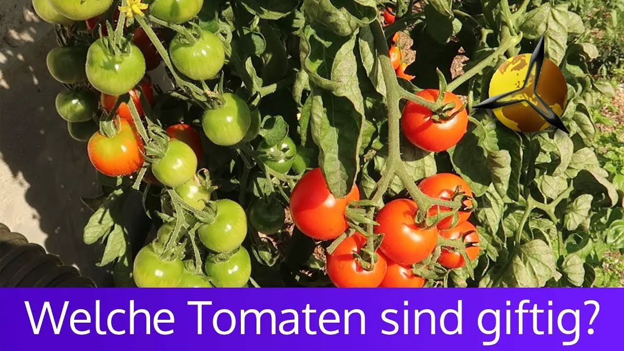 Sind grüne Tomaten giftig? Verstehen Sie das Solanin in unreifen Tomaten