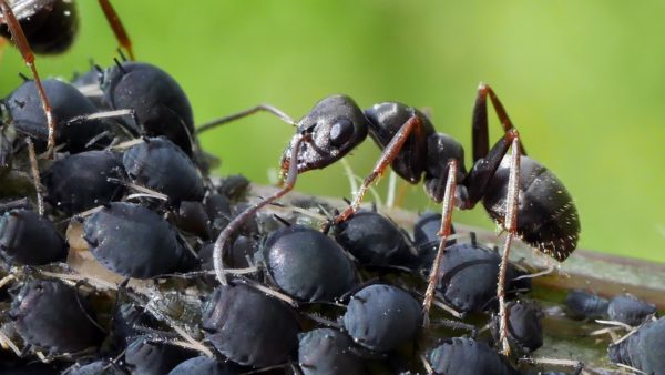 Ameisen pflegen und züchten Blattläuse