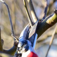 Baumschnitt Obstbaum