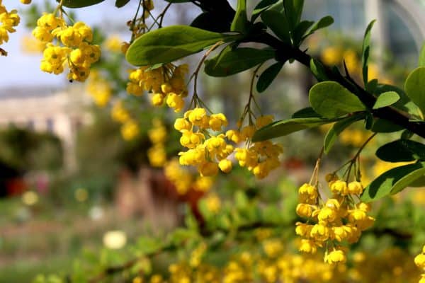 Berberitzenstrauch gelbe Blüten