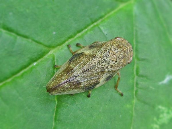 Erlenschaumzikade Aphrophora alni